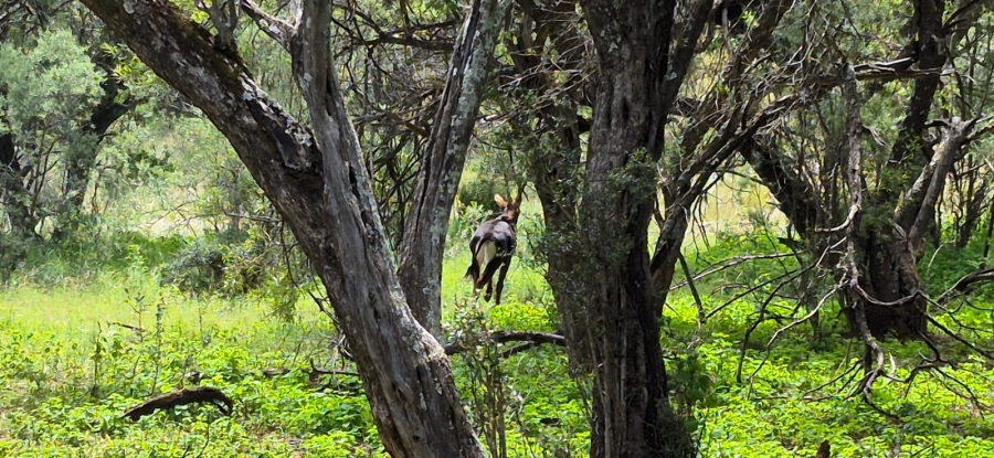 11 Bedroom Property for Sale in Groot Marico North West